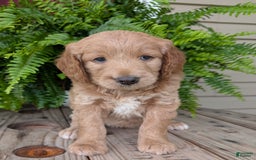 Goldendoodle dogs for sale: Lolly - Image 1