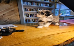 Portuguese Water Dog dogs for sale: Skylar - Image 3