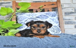 Yorkshire Terrier dogs for sale: Poppy - Image 1