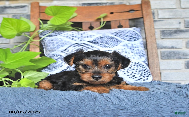Yorkshire Terrier dogs for sale - Ad 1