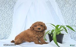 Mini Goldendoodle dogs for sale: Marshall - Image 10