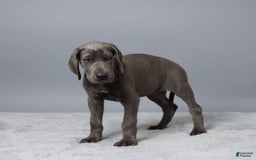 Great Dane dogs for sale: Trisha - Image 4