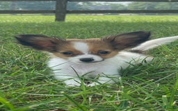 Papillon dogs for sale: Rose 🌹 - Image 1
