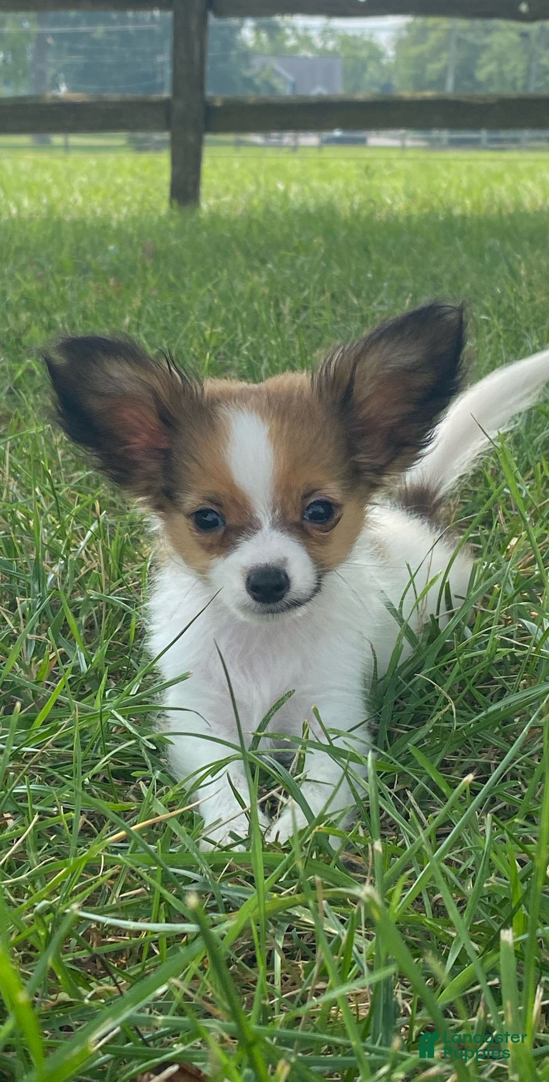 Papillon dogs for sale: Rose 🌹 - Image 1