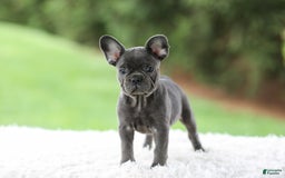 French Bulldog dogs for sale: Violet - Image 7