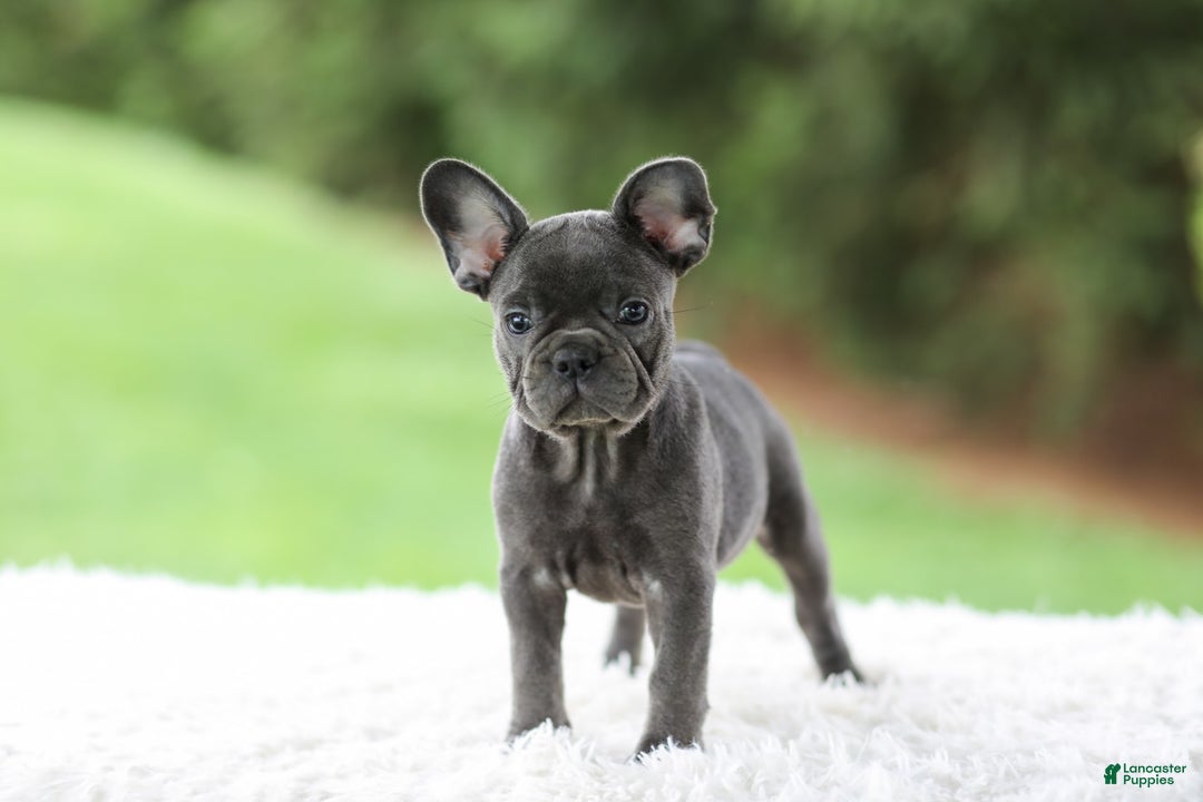 French Bulldog dogs for sale: Violet - Image 7