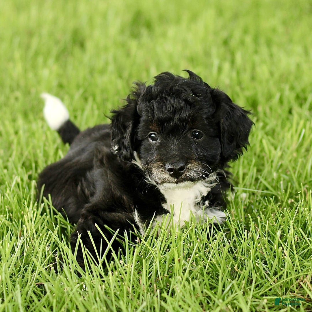 Havapoo dogs for sale: Marley - Image 1