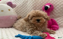 Maltipoo dogs for sale: Matt - Image 1