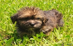 Shorkie dogs for sale: Flounder - Image 5