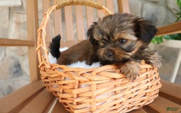 Shorkie dogs for sale: Khloe - Image 7