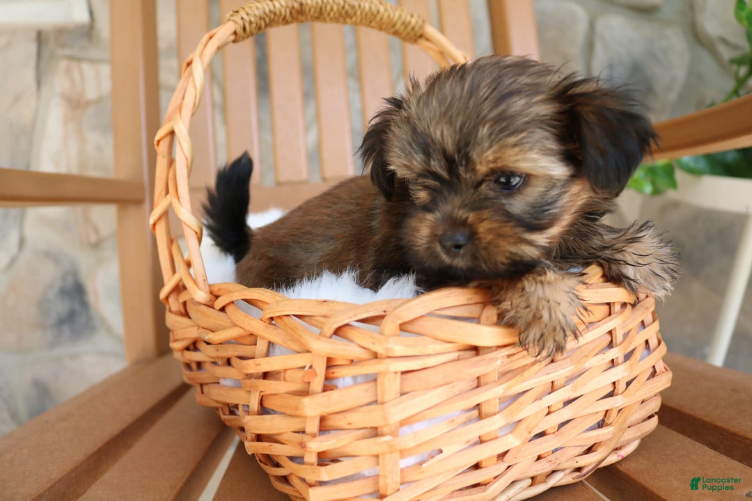 Shorkie dogs for sale: Khloe - Image 7