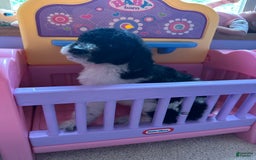 Aussiedoodle dogs for sale: Aussiedoodle 7 puppies - Image 4