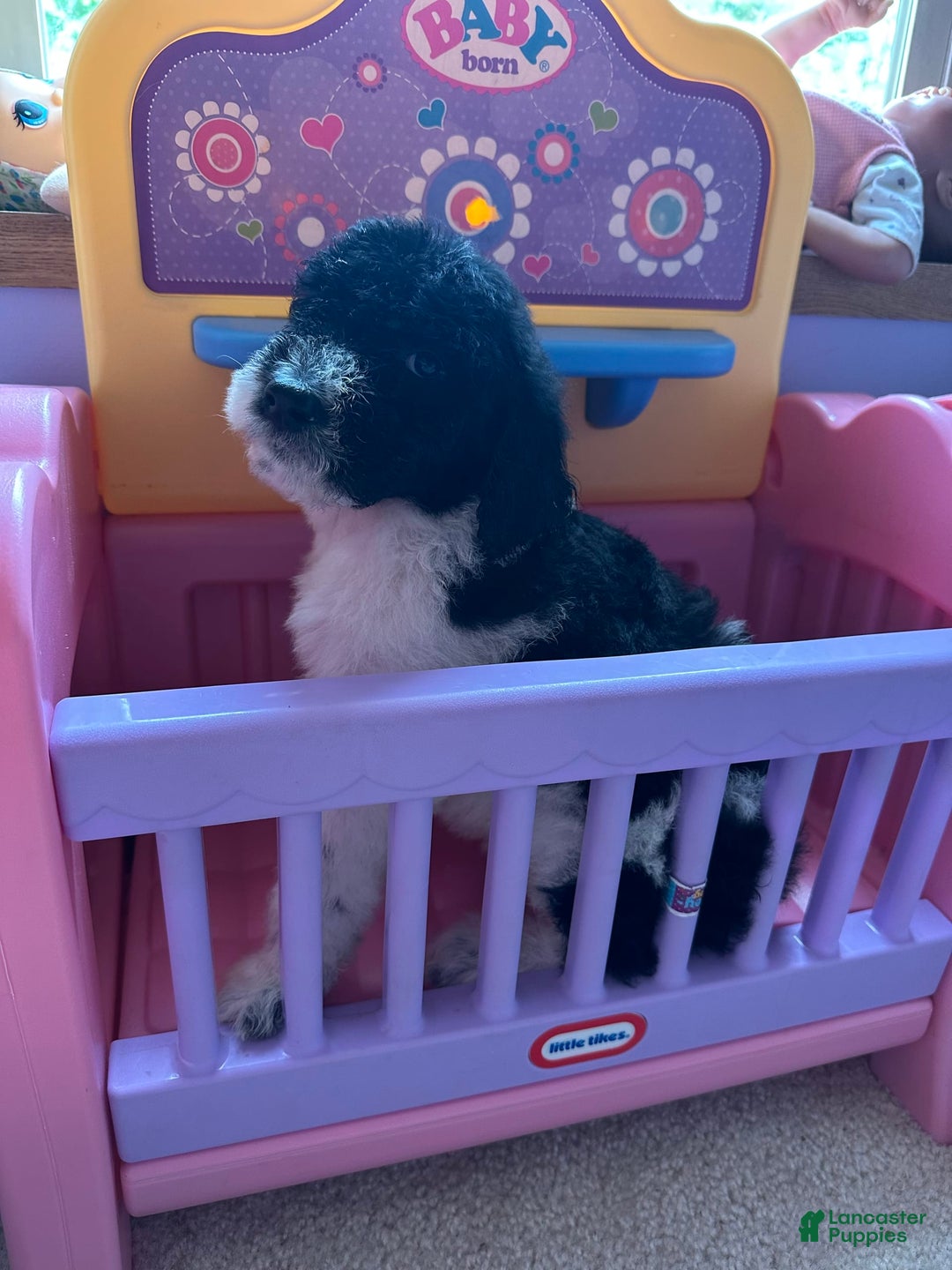Aussiedoodle dogs for sale: Aussiedoodle 7 puppies - Image 4