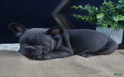 French Bulldog dogs for sale: Paige - Image 2