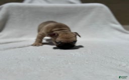 French Bulldog dogs for sale: Scooby - Image 5