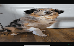 Australian Shepherd dogs for sale: Buddy - Image 4
