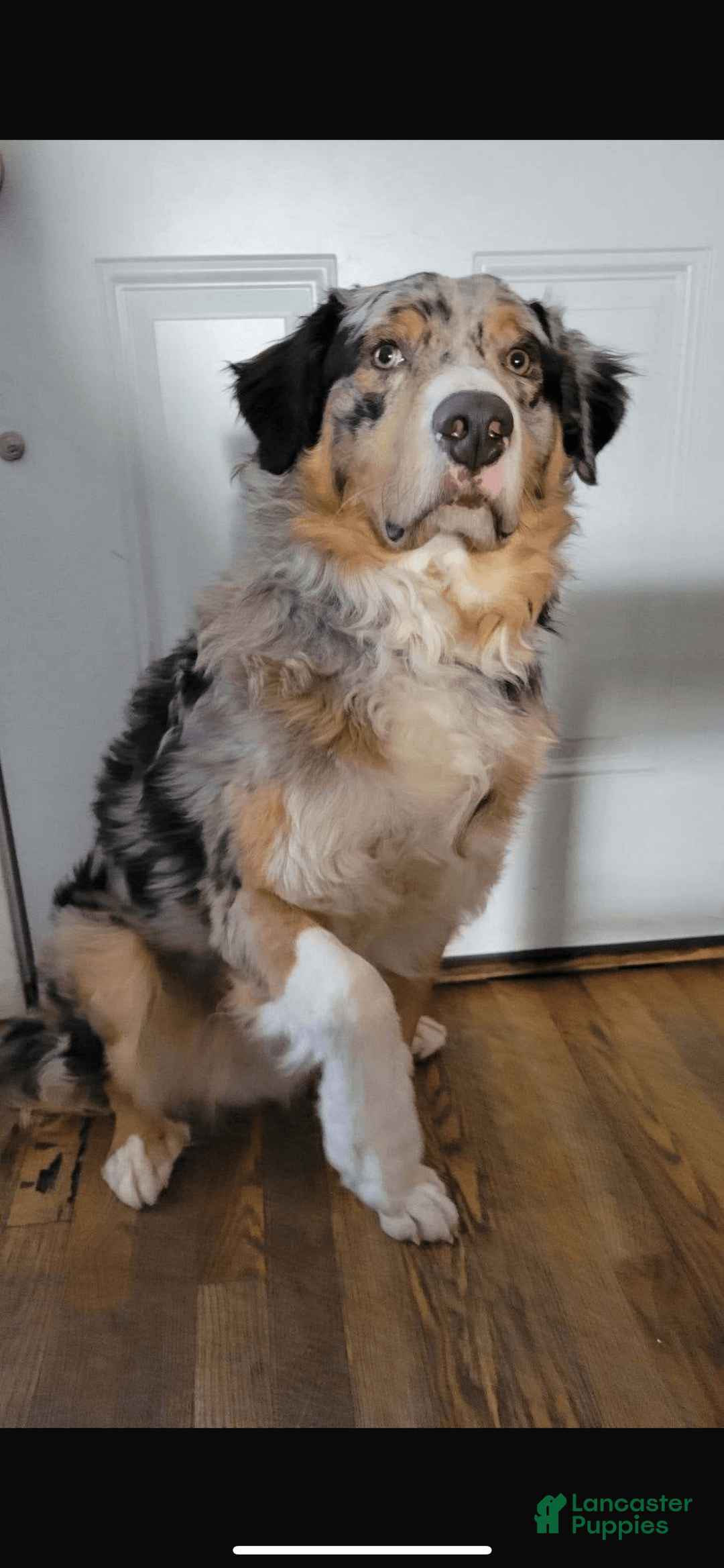 Australian Shepherd dogs for sale: Buddy - Image 4