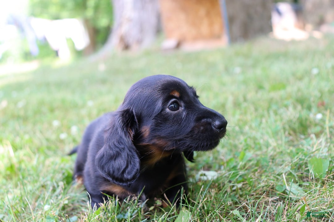 Miniature Dachshund dogs for sale: Mace - Image 6