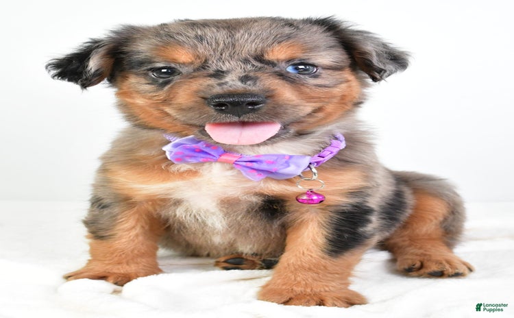 French Bulldog dogs for sale - Ad 2