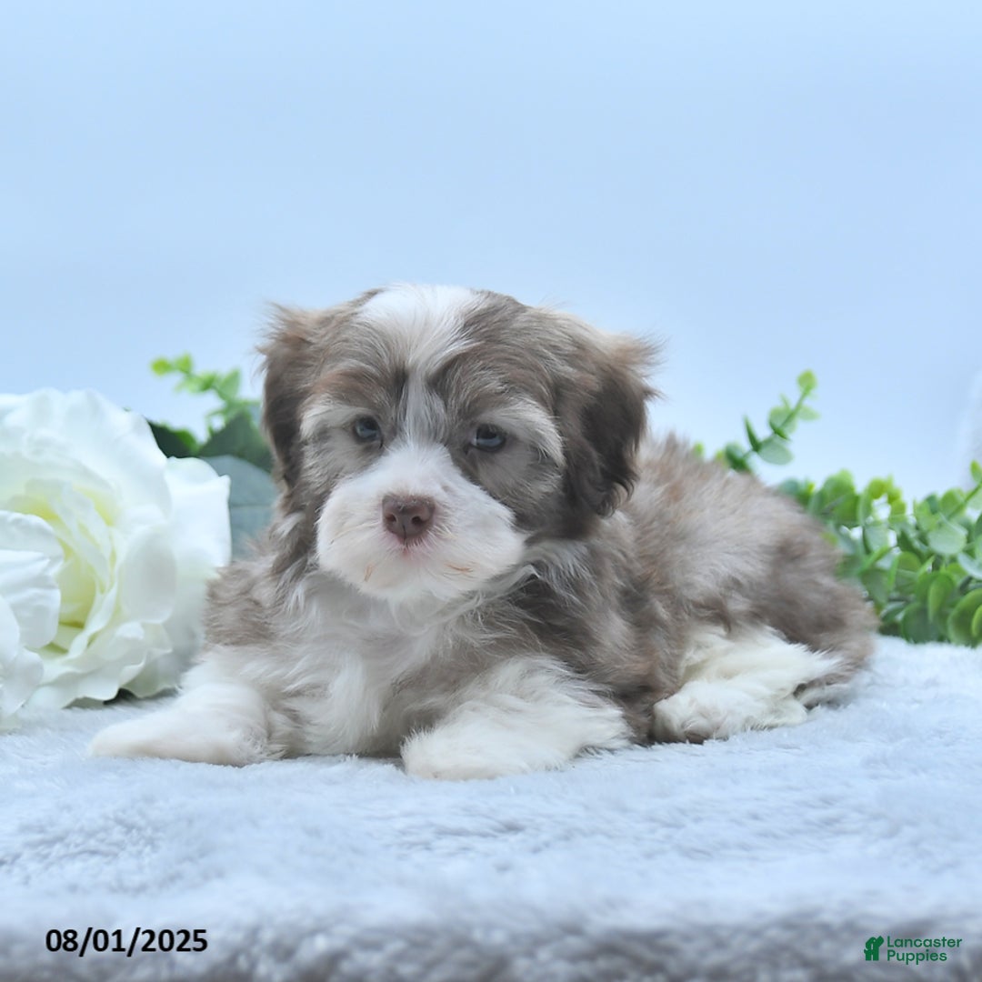 Havanese dogs for sale: Omer - Image 4