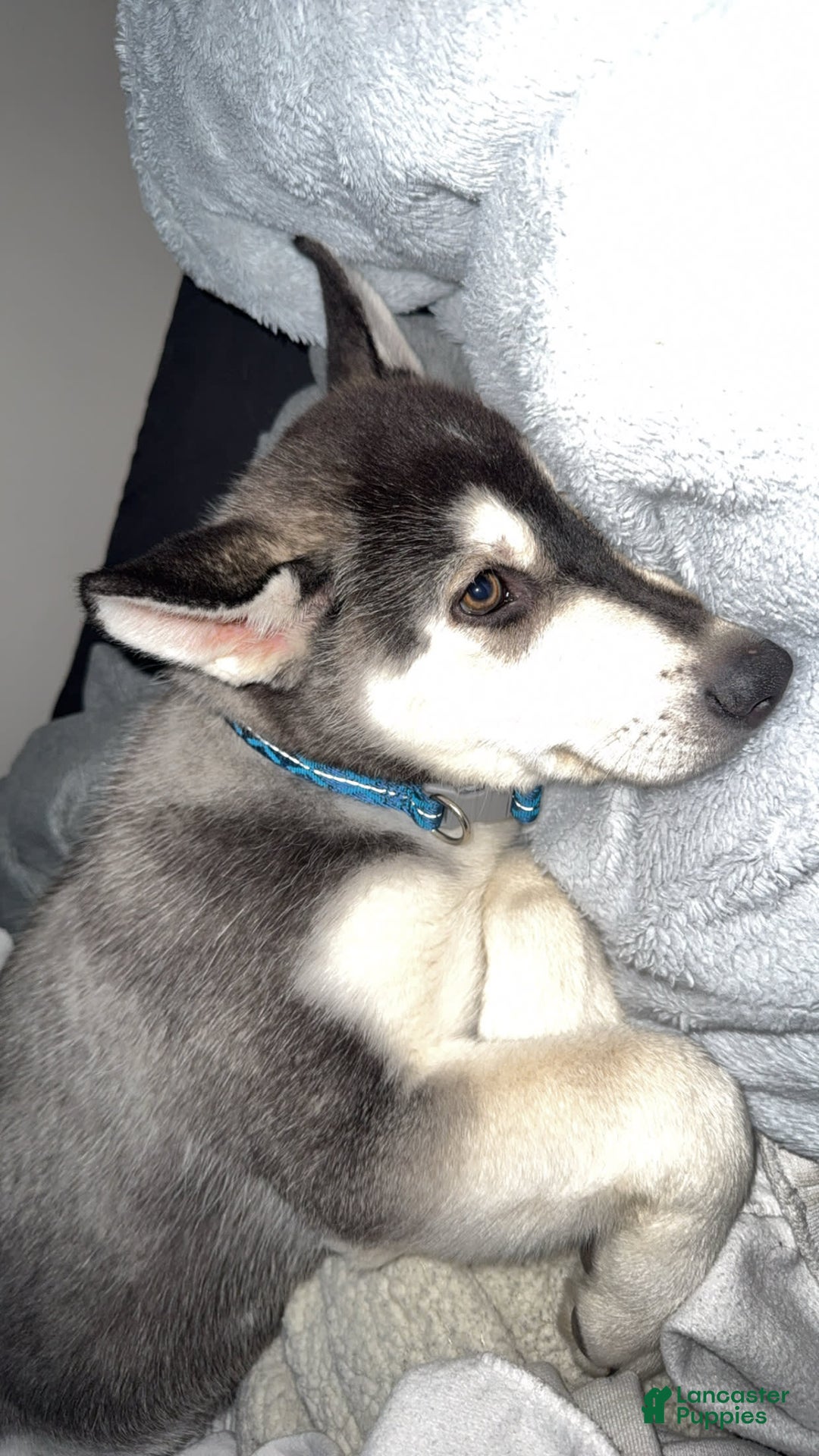 Gerberian Shepsky dogs for sale: Stormy - Image 11