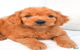 Mini Goldendoodle dogs for sale: Chloe - Image 3
