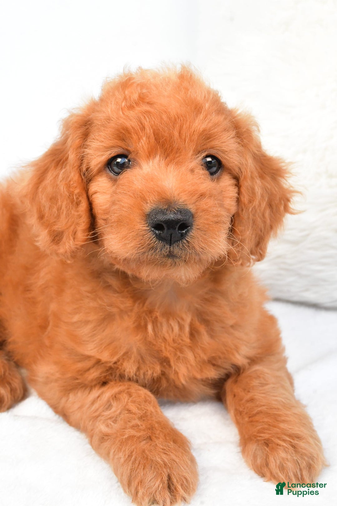 Mini Goldendoodle dogs for sale: Chloe - Image 3