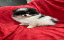 Pomeranian dogs for sale: Minnie - Image 10