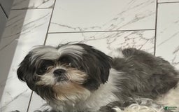 Shihpoo dogs for sale: Melon - Image 6