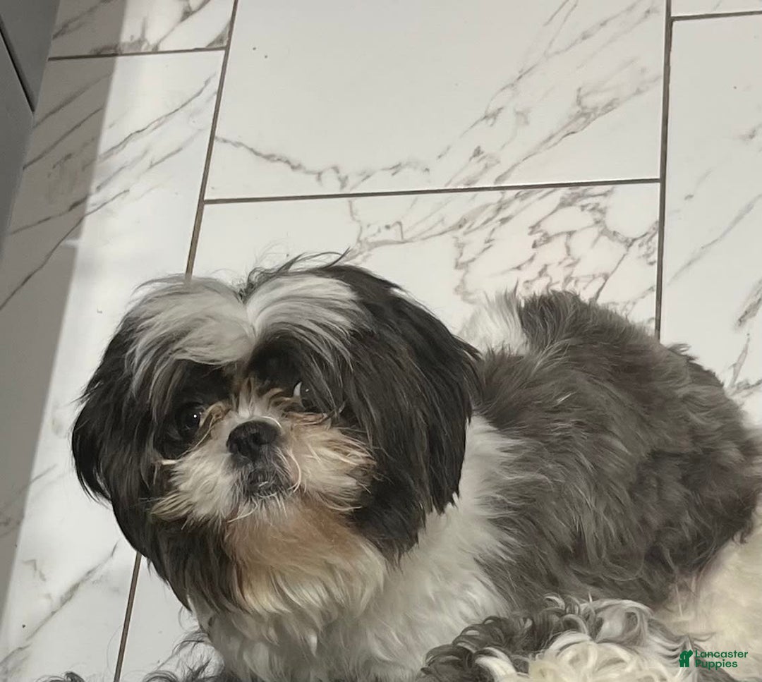 Shihpoo dogs for sale: Melon - Image 6