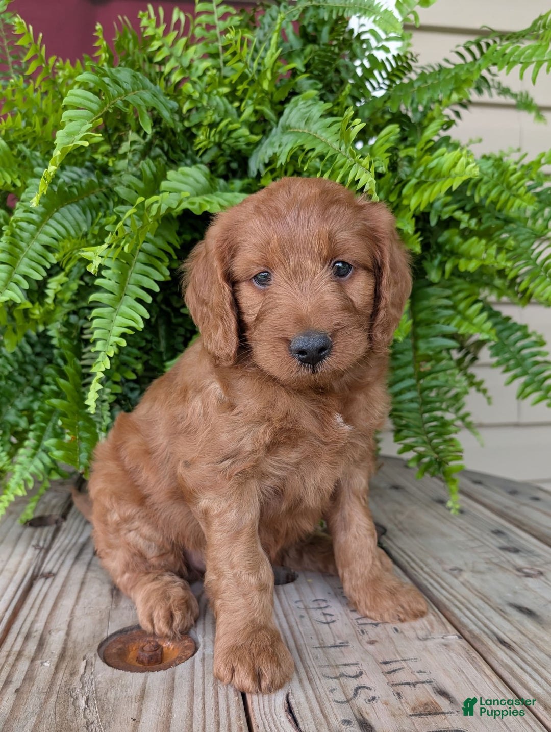 Goldendoodle dogs for sale: Ben - Image 28