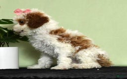 Miniature Poodle dogs for sale: Aubrey - Image 7