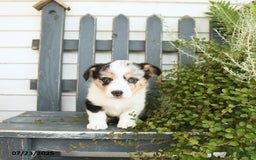 Welsh Corgi Pembroke dogs for sale: Juliet - Image 1