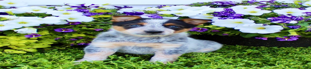 Duke