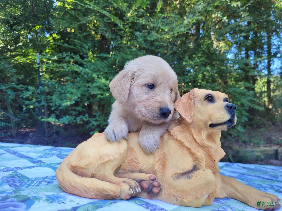 Golden Retriever dogs for sale: Maggie - Image 4