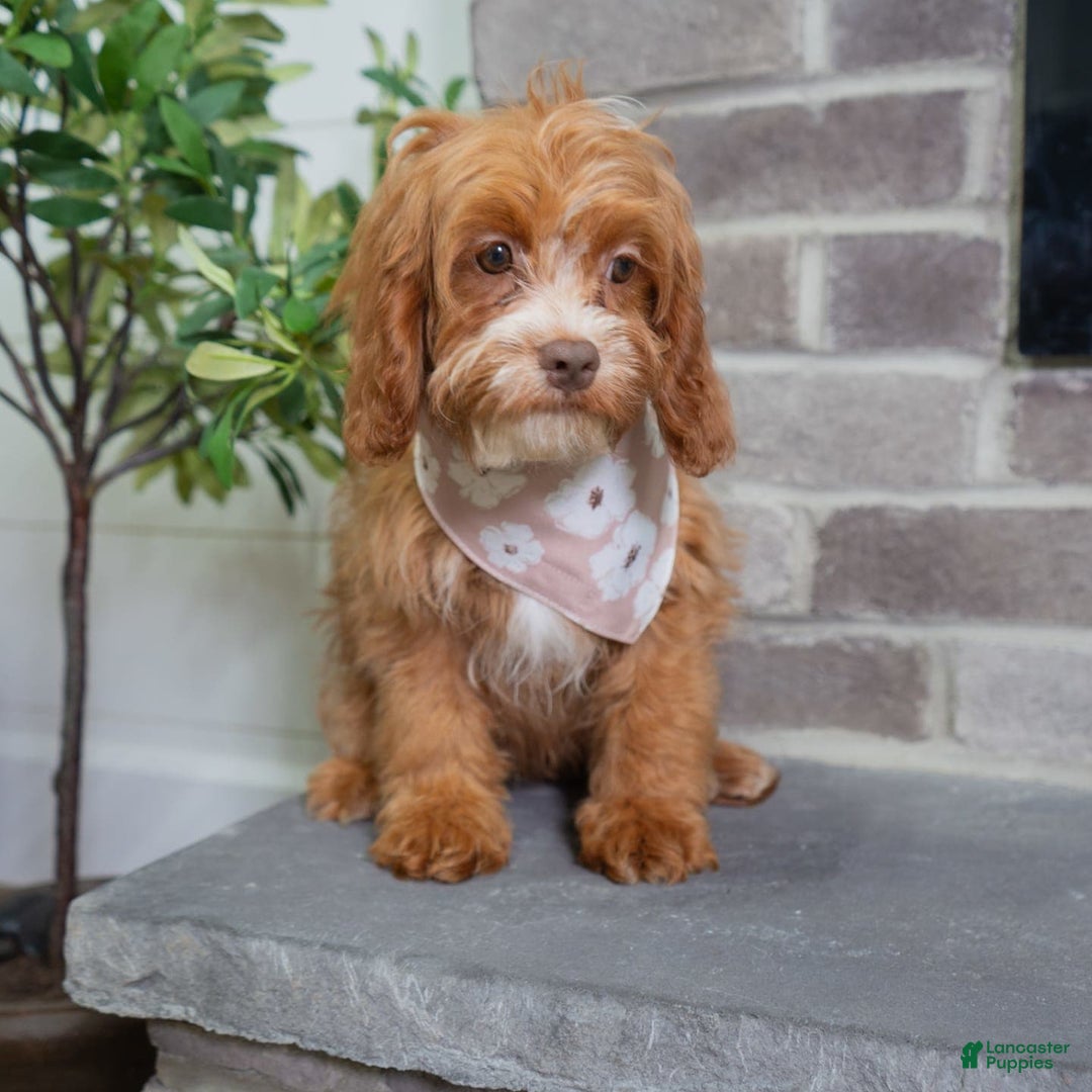 Cavapoo dogs for sale: Natalie - Image 2