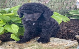 Standard Poodle dogs for sale: Royce - Image 3