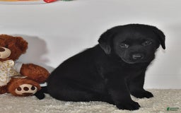 Labrador Retriever dogs for sale: Chloe - Image 5