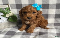 Mini Goldendoodle dogs for sale: Lilac - Image 2