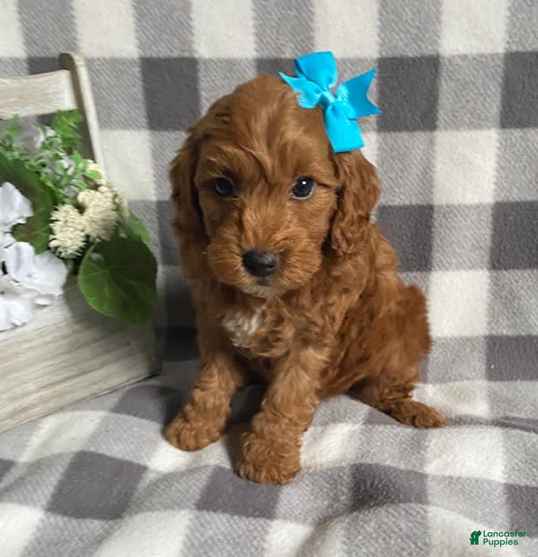 Mini Goldendoodle dogs for sale: Lilac - Image 2