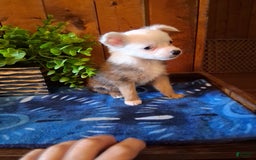 Chinese Crested dogs for sale: Bear - Image 1