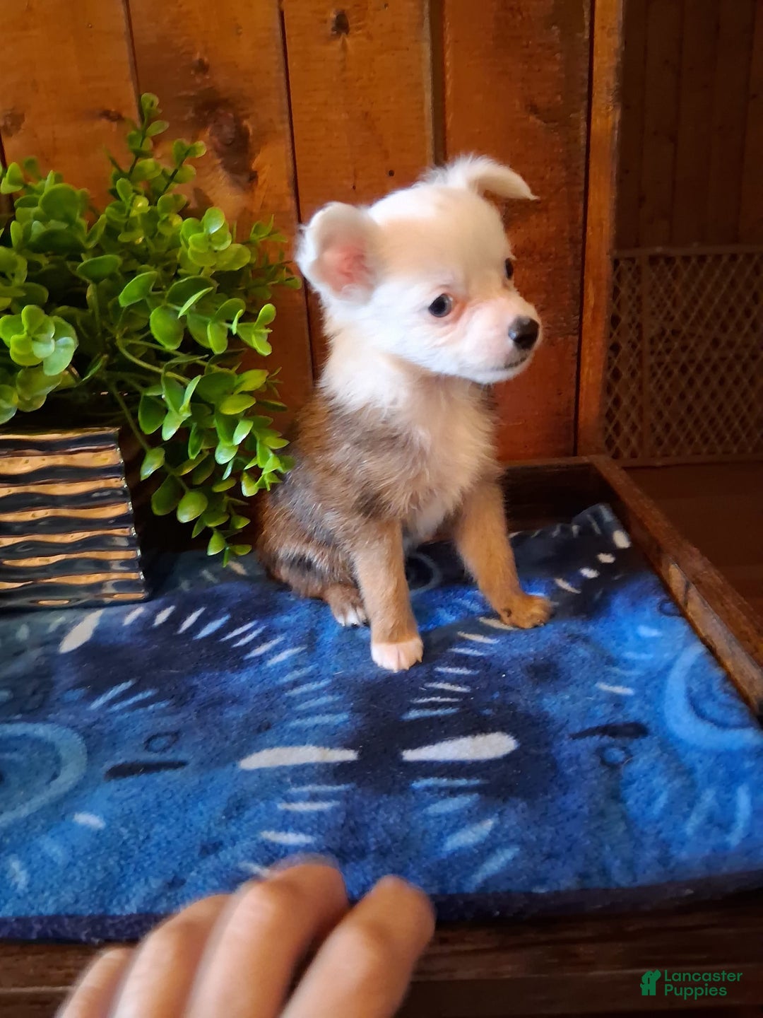 Chinese Crested dogs for sale: Bear - Image 1