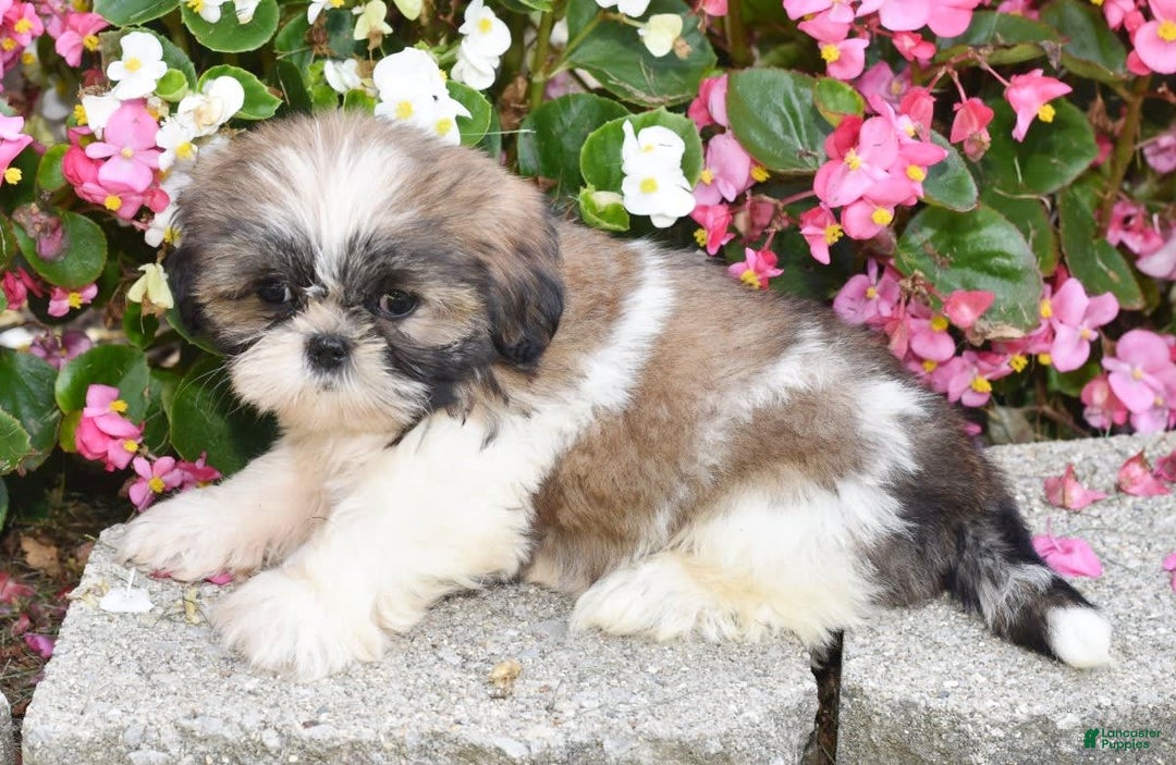 Shih Tzu dogs for sale: Daisy - Image 9