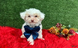 Toy Poodle dogs for sale: Leo Corbata Azul - Image 3