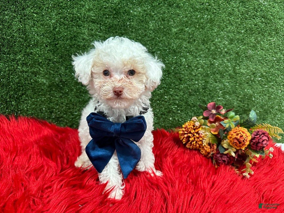 Toy Poodle dogs for sale: Leo Corbata Azul - Image 3