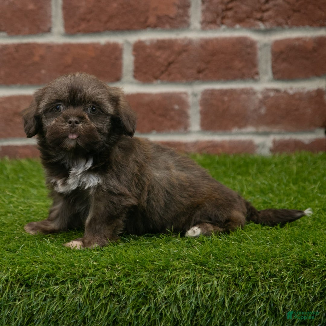 Shih Tzu dogs for sale: Lacey - Image 9