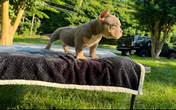 American Bully dogs for sale: Hause - Image 4