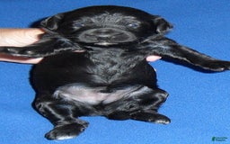 Yorkiepoo dogs for sale: Inky - Image 12