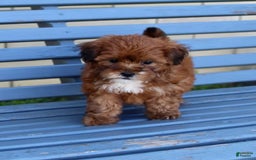 Shihpoo dogs for sale: Lulu - Image 2