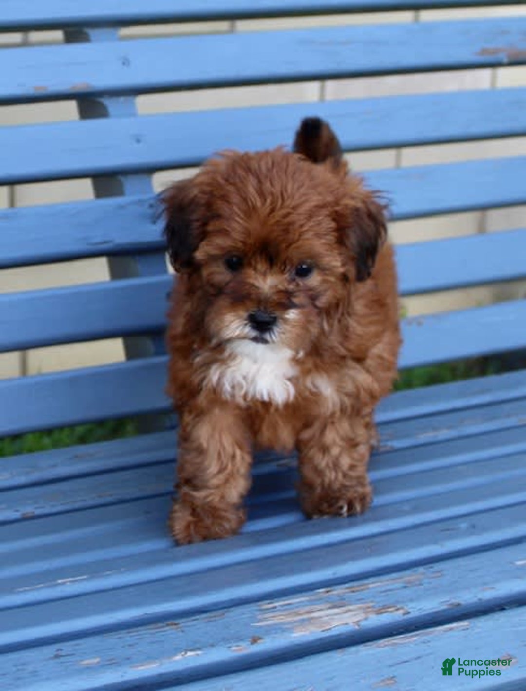 Shihpoo dogs for sale: Lulu - Image 2